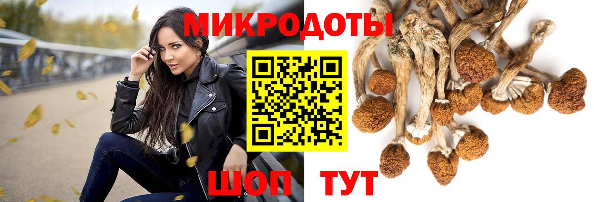Псилоцибиновые грибы Psilocybe Оренбург